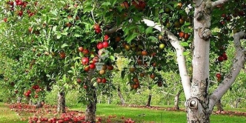 Na kojoj udaljenosti treba saditi stabla jabuke?